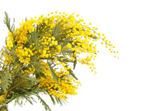 stock image Branch of a mimosa on a white background