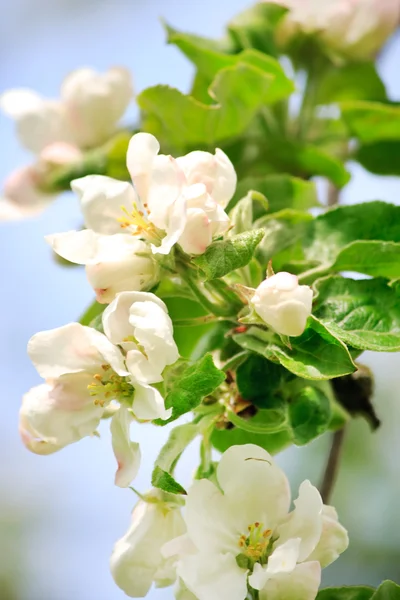 Flores de manzana —  Fotos de Stock