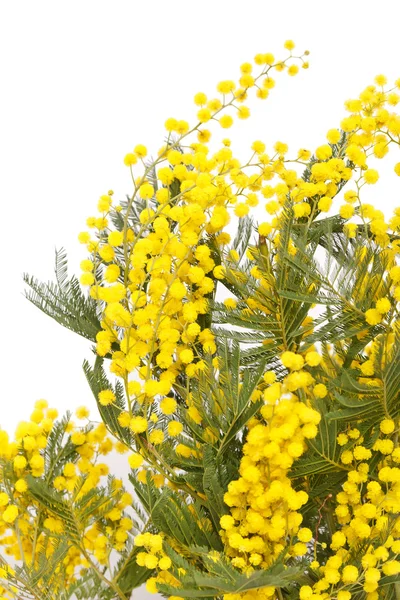 Branch of a mimosa on a white background — Stock Photo, Image