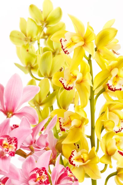 Orchidea isolata su fondo bianco — Foto Stock