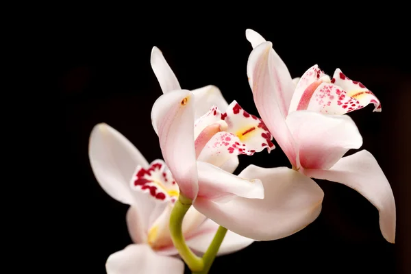 Orchidea bella — Foto Stock