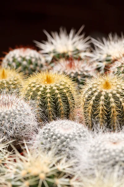 Cactus flowers — Stock Photo, Image