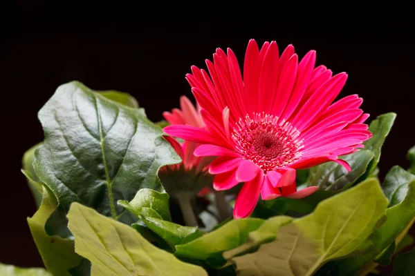 Lindas flores de gerber — Fotografia de Stock