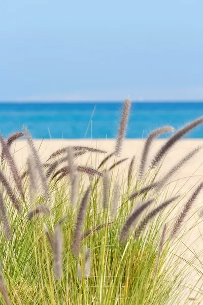 Zee grassen op zand — Stockfoto