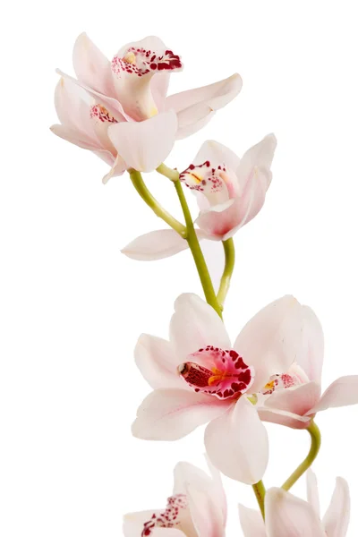Orquídea belíssima — Fotografia de Stock
