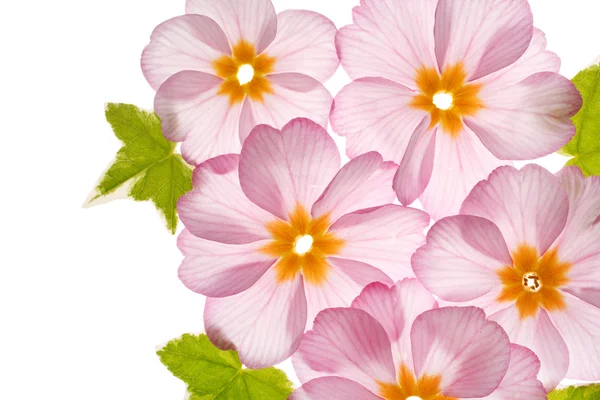 Primula flowers on the white background — Stock Photo, Image