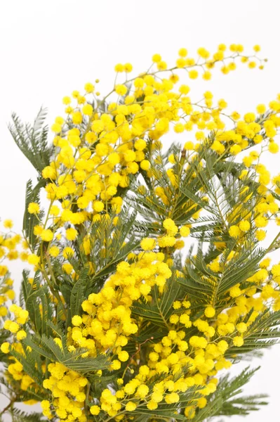 stock image Branch of a mimosa on a white background