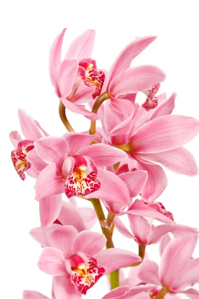 Orchidee geïsoleerd op witte achtergrond — Stockfoto