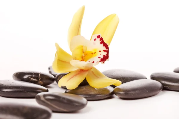 Piedras de terapia y flor de orquídea —  Fotos de Stock