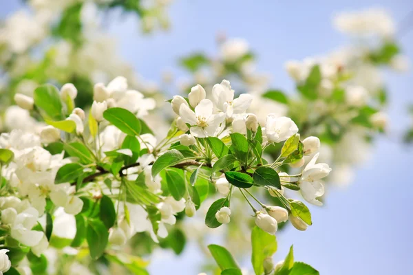 stock image Apple flowers