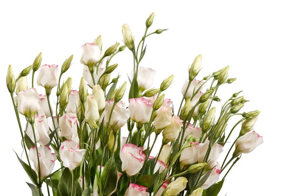 Pěkné květiny — Stock fotografie