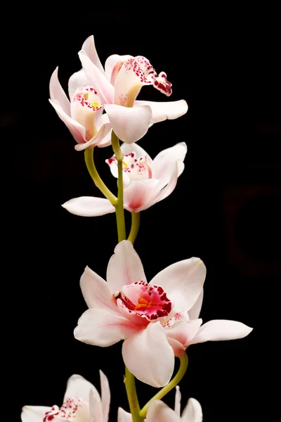Орхідеї Beautuiful — стокове фото