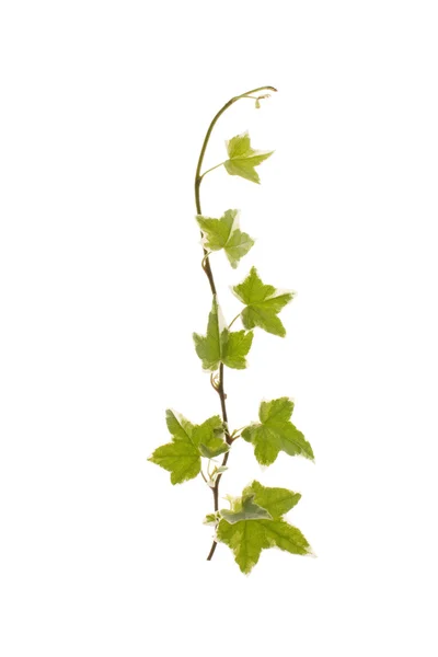 Ivy hijau — Stok Foto