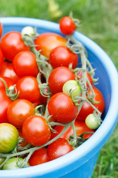 Tomatoes in the bucket — Stock Photo, Image