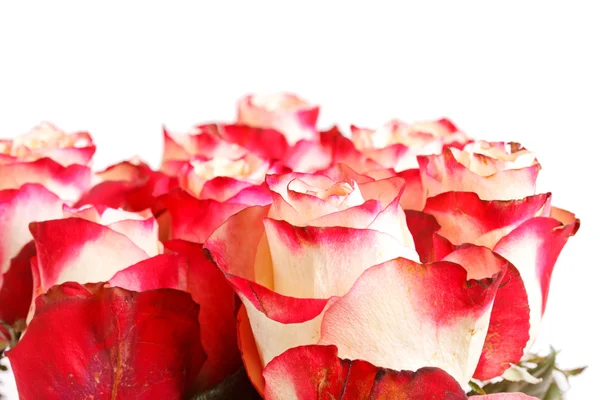 Belle rose — Foto Stock