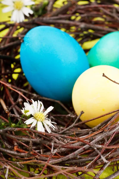 巣の中で卵を産み — ストック写真
