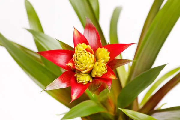 Bromeliad plant in flowerpot — Stock Photo, Image