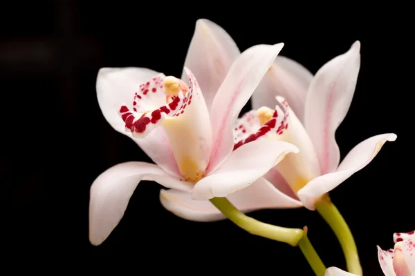 stock image Beautuiful orchid