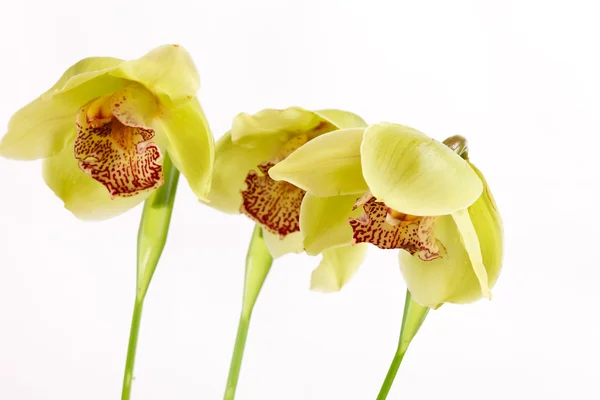 Beautuiful orchid — Stockfoto