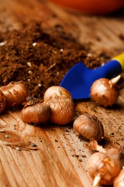 stock image Flower bulbs on the table