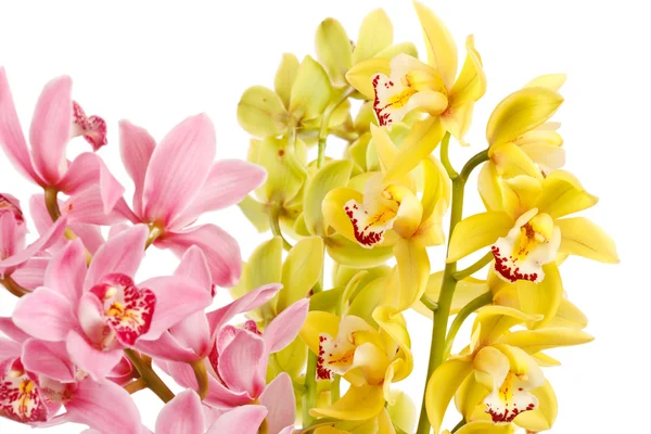 Orquídea isolada sobre fundo branco — Fotografia de Stock