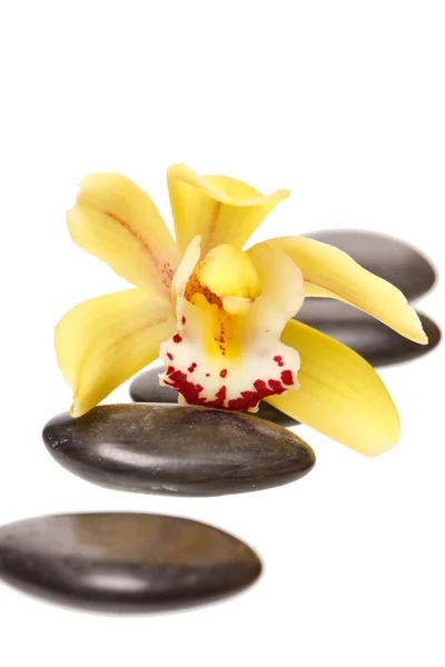 Лечебные камни и цветок орхидеи — стоковое фото