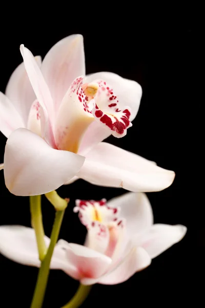 Beautuiful orkide — Stok fotoğraf