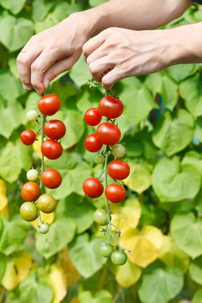 Tomatoes in the hands — Stock Photo, Image
