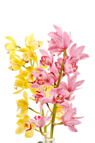 Orchidea elszigetelt fehér háttér — Stock Fotó