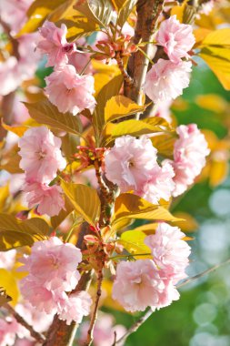 Japon cherry blossom ile