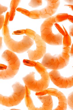 Shrimps on the white clipart