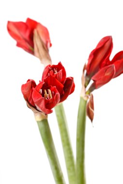 amaryllis kırmızı çiçekler