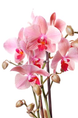 pembe orkide