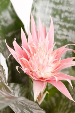 aechmea fasciata bromeliad üzerinde beyaz izole