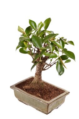 Beyaz arka planda izole edilmiş bir tencerede bonsai ağacı