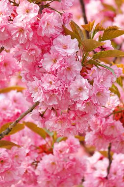 Japon cherry blossom ile