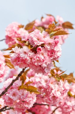 Japon cherry blossom ile