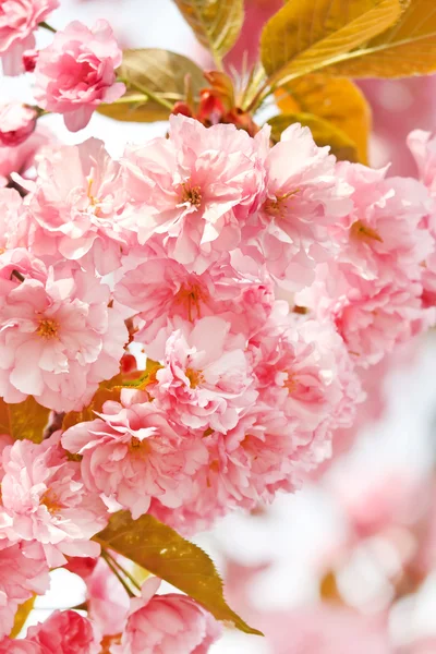 Cerisier japonais avec fleur — Photo