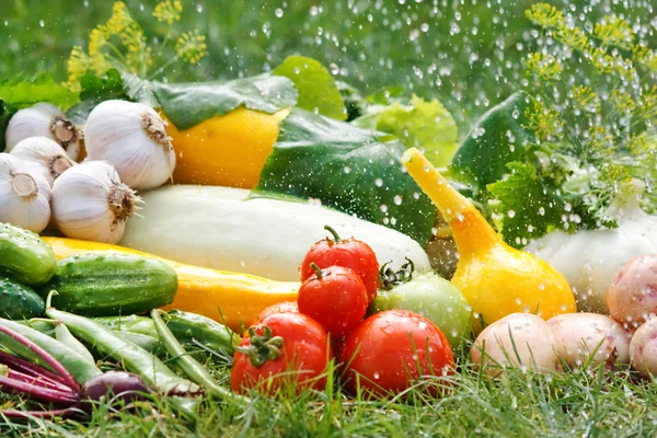 stock image Fresh vfresh vegetables