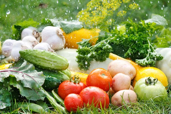 stock image Fresh vfresh vegetables