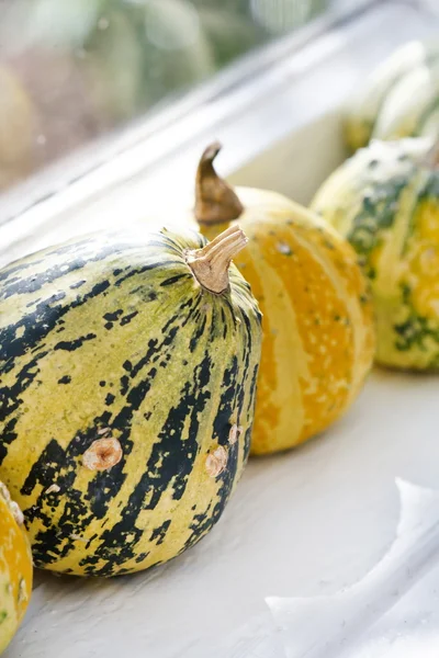 Colorful pumpkins collection on the windowsill — Stock Photo, Image