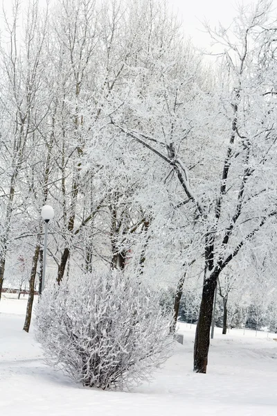 Winterpark in de sneeuw — Stockfoto