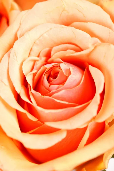 Krásné růže — Stock fotografie