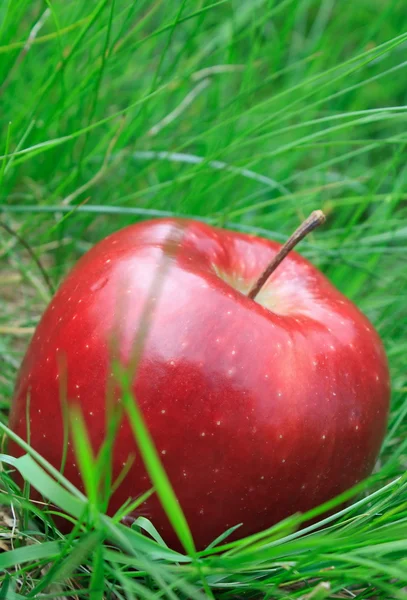 Manzana roja yaciendo en la hierba — Foto de Stock