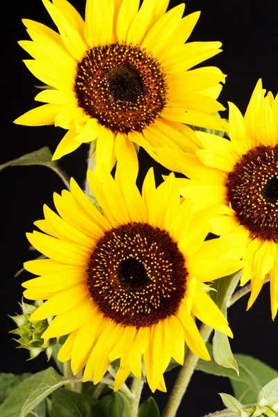 Schöne Sonnenblumen — Stockfoto