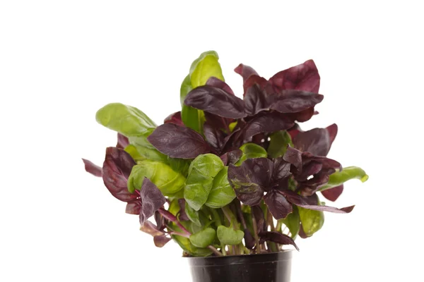 stock image Fresh basil