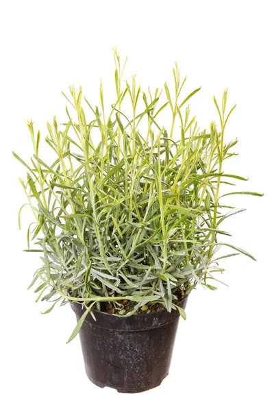 Lavender herb — Stock Photo, Image