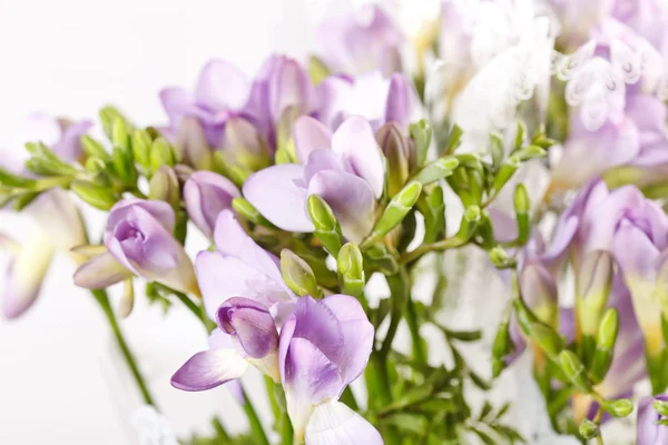 紫フリージア — ストック写真