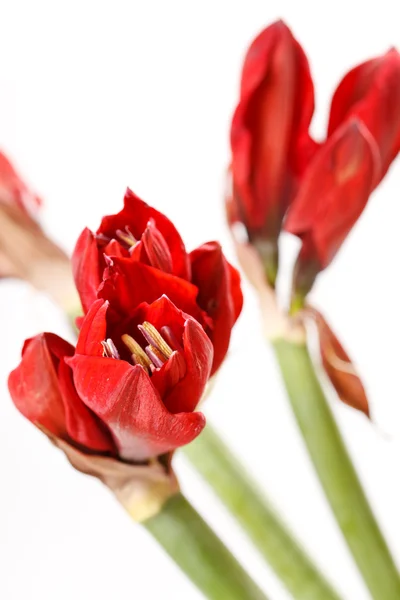 Червоний amaryllis квіти — стокове фото