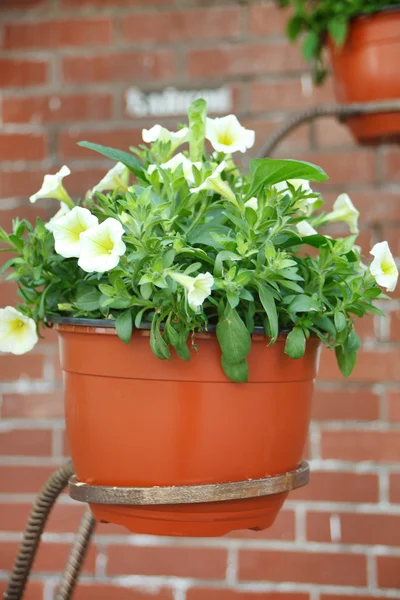 stock image Petunia in the pot